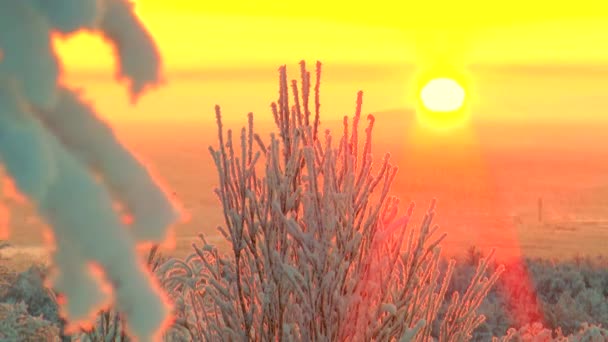 Zweige von Bäumen, die mit Schnee und Frost bedeckt sind, schwingen auf dem Hintergrund rosa Himmel und die glühende Sonne. — Stockvideo