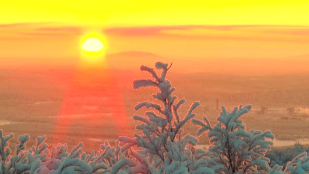 Grenar täckta med frost träden svajar i bakgrunden den uppgående solen och rosa sky. — Stockvideo