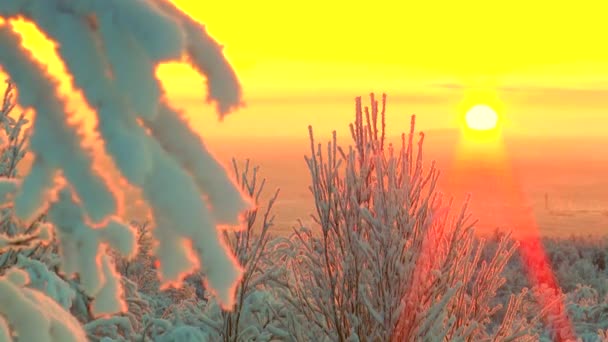 Coperto di neve e rami d'albero hoar-frost contro il rosa il cielo e il sole splendente . Video Stock