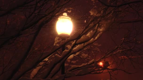 Rund lampa av gatubelysningen tänds den fallande snön och grenarna på träden. — Stockvideo