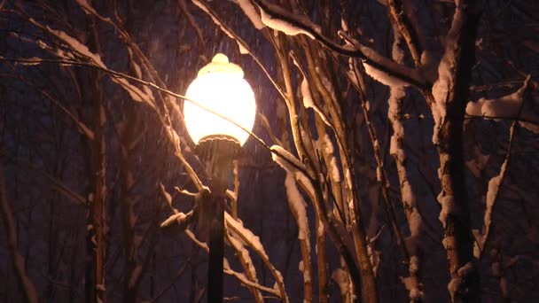 El farol amarillo ilumina las ramas cubiertas de nieve y la nieve que cae . — Vídeos de Stock