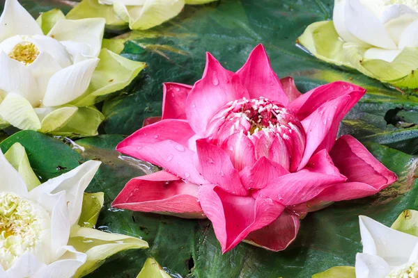 Groupe de fleurs de lotus rose et blanc dans l'évier . — Photo