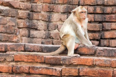 Lopburi Prang Sam Yot Maymun (Uzun kuyruklu makak, Yengeç yiyen makak).