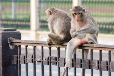 Lopburi Prang Sam Yot Maymun (Uzun kuyruklu makak, Yengeç yiyen makak).