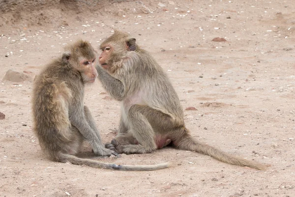 Lopburi Prang Sam Yot Maymun (Uzun kuyruklu makak, Yengeç yiyen makak).
