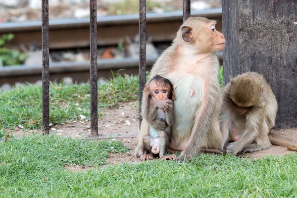 Affe (Langschwanzmakaken, Krabbenfresser Makaken) in prang sam yot in lopburi, Thailand. — Stockfoto