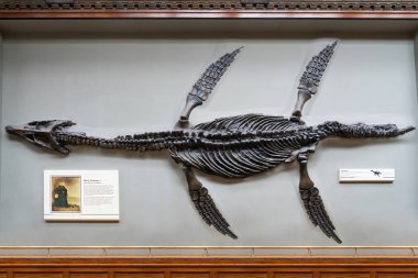 Londra, İngiltere - 4 Aralık 2019: Pliosaur Rhomaleosaurus kramptoni dinozoru Mary Anning (1799-1847) tarafından bulundu..