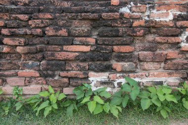 İncir ağacı bir bahçe duvara