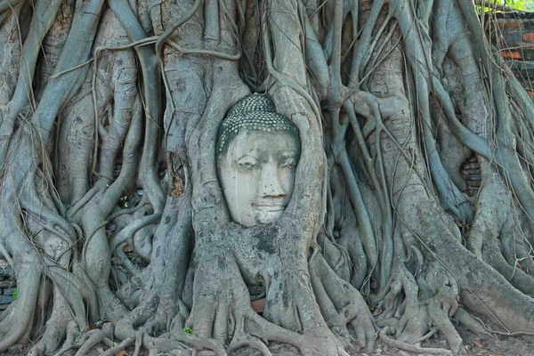 Buddha-fej, a fa gyökerei, Wat Mahathat, Ayutthaya — Stock Fotó