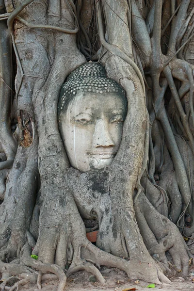 Buddha-fej, a fa gyökerei, Wat Mahathat, Ayutthaya — Stock Fotó