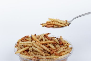 Tay böcekler, kızarmış böcekler mealworms için kaşık snack..
