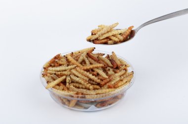 Tay böcekler, kızarmış böcekler mealworms için kaşık snack..