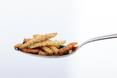 Tay böcekler, kızarmış böcekler mealworms için kaşık snack..