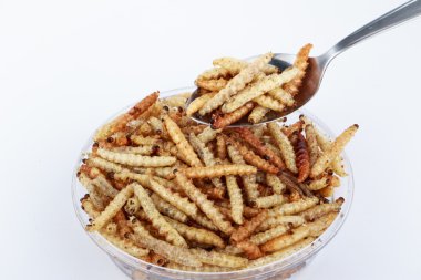 Tay böcekler, kızarmış böcekler mealworms için kaşık snack..