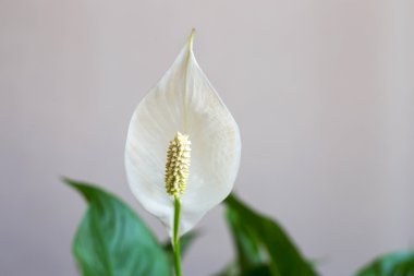 Yeşil yaprakları ile beyaz spatifilyum