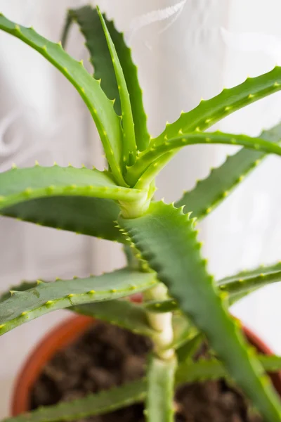 Aloe verde e fresco — Fotografia de Stock
