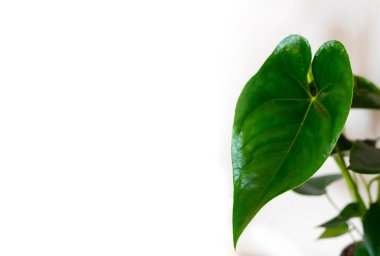 Büyük yeşil antoryum yaprak