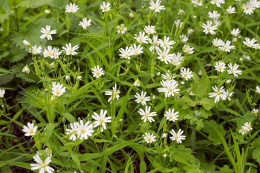 Çiçek açan Stellaria holostea