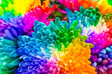 Rainbow colored flowers clipart