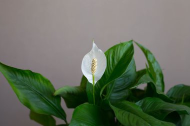 Güzel yeşil spatifilyum