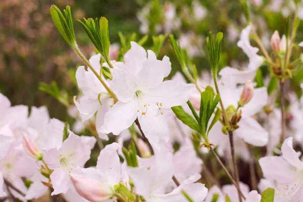 Цветы рододендрона весной — стоковое фото