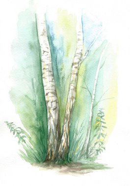 ormana suluboya huş ağacı