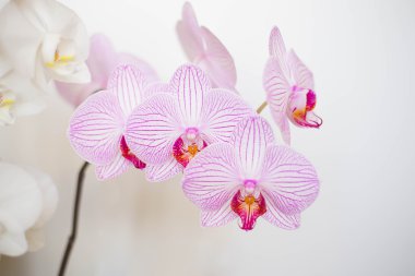 hafif pembe güzel orkide