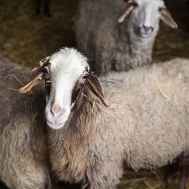 Meraklı koyun çiftliğinde