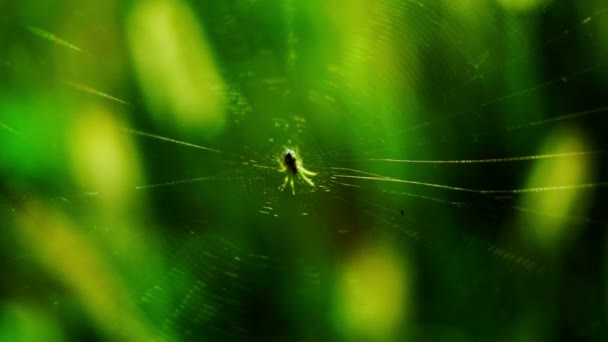 Spider net on the weeds — Stock Footage Spider net on the weeds Royalty Free Stock Video