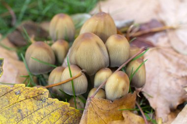 Mika kapaklı mantar kolonisi, Coprinellus micaceus, yumuşak seçici odaklanma