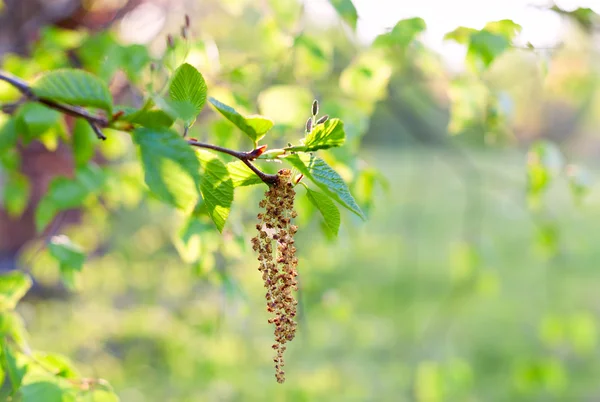 Kedicikler erken bahar beyaz huş ağacı üzerinde