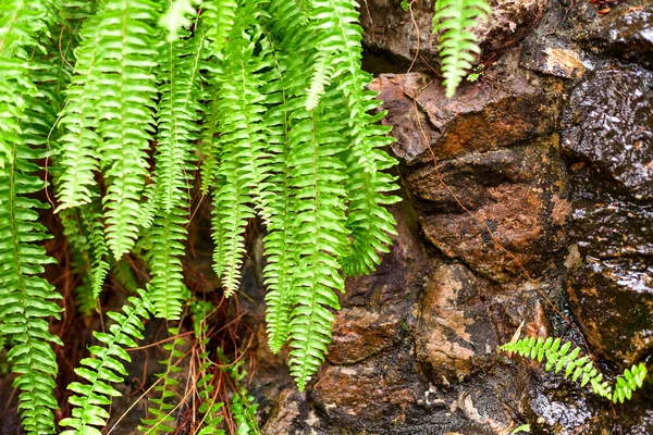 Feuilles de Maidenhair vert . — Photo