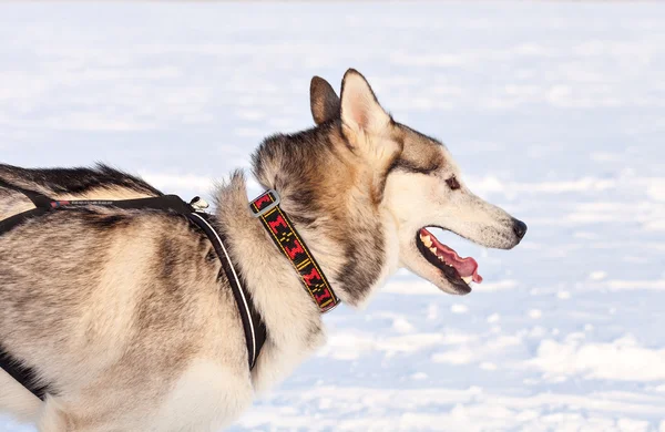 Baykal yarış kızağı köpek yarışları — Stok fotoğraf