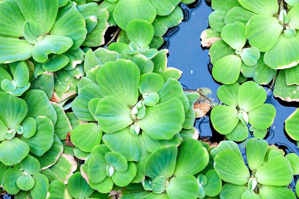 Grüne schwimmende Pflanze — Stockfoto