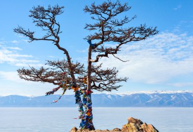 Bir arka plan Olkhon Adası üzerinde Yalnız ağaç