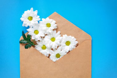 Romantik mektup ve mesaj. Kraft zarf ve mavi bir arka plan üzerinde beyaz krizantem. İmza için yer ve yer kopyalayın. Bahar ruh hali.