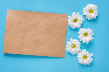 Kraft zarf ve mavi bir arka plan üzerinde beyaz krizantem. İmza için yer ve yer kopyalayın. Romantik mektup ve mesaj. Bahar ruh hali.