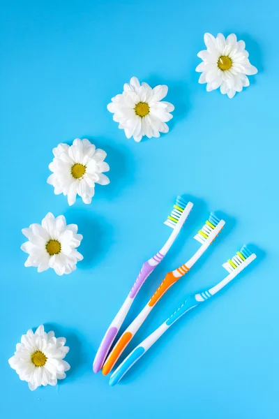 Three toothbrushes and chamomile flowers on a blue background. You and me.  The concept of natural cosmetics. View from above. Healthy lifestyle