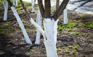 Tree care, tree bark whitewash in the season clipart