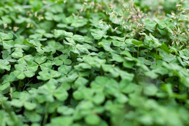 Taze yaprakları yonca