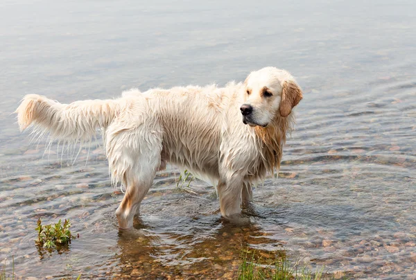 Young Golden Retriever swims in a river — 스톡 사진