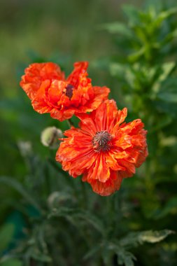 Büyük renkli kırmızı haşhaş yeşil zemin üzerine.