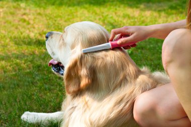 açık havada yün temizleme sırasında bir köpek portresi
