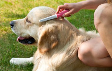 açık havada yün temizleme sırasında bir köpek portresi..
