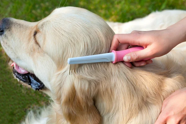 Retrato de un perro mientras limpia la lana al aire libre . — Foto de Stock