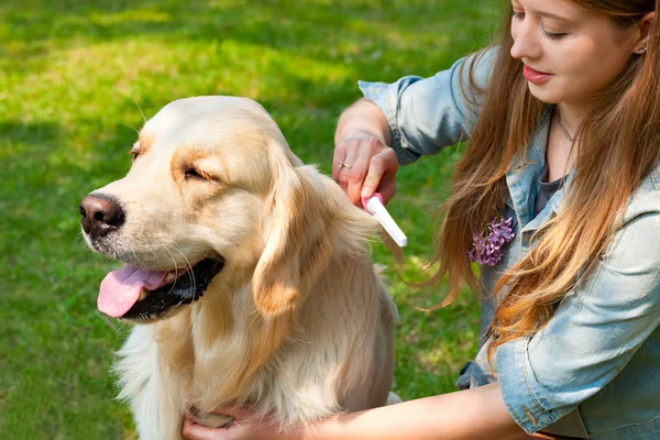 Propietaria niña peinando lana golden retriever en el parque — Foto de Stock