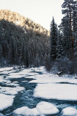 firs arasında kışın dağ nehir