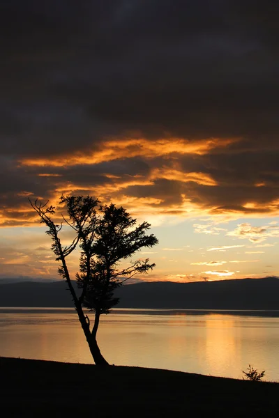 Contorno de uma árvore em um contexto do pôr-do-sol de verão brilhante — Fotografia de Stock