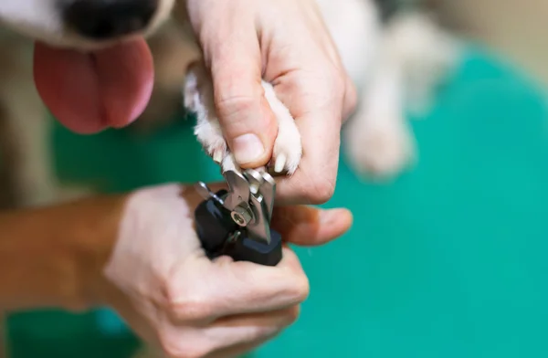 Schneiden Sie die Krallen Hund, grünen Tisch — Stockfoto