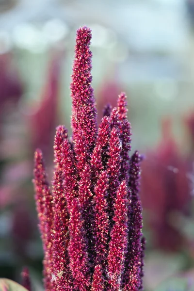 long maroon flowers and feather summer,